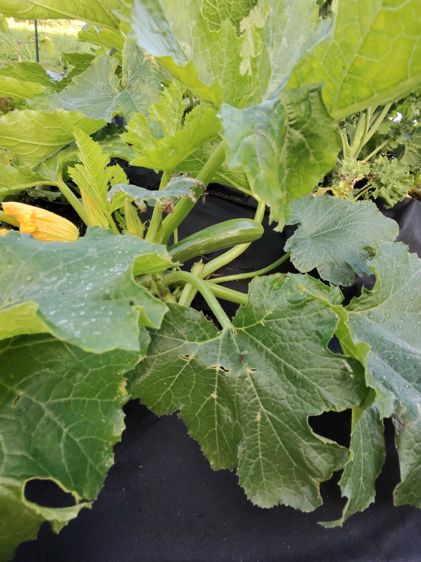 Zucchini growing under broad green leaves in the on-site vegetable garden at Halo Ridge Recovery